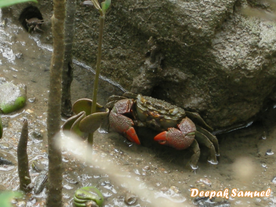 Red Claw mangrove crab Perisesarma bidens foraging amids mangrove penumatophores