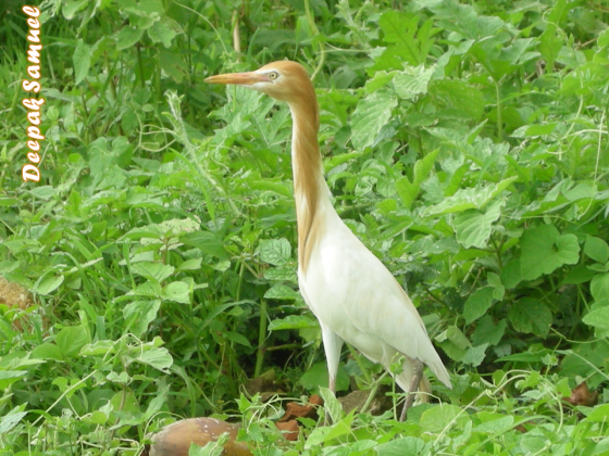 Bubulcus ibis in green vegetation