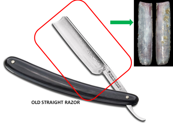 The identical shape and appearance of the Lamarck's razor shell with a olden straight razor